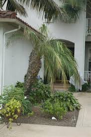 Check spelling or type a new query. The Pygmy Date Palm Phoenix Roebelenii The Dwarf Date Palm