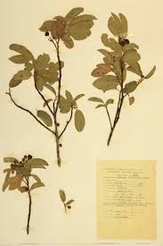 Image result for Rhamnaceae