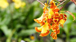 How orchid delivers digital privacy. Marlow Orchids