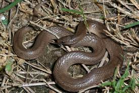 Rough Earth Snake Virginia Striatula Usa Texas Brazos Bryan 26 April 2006 Beautiful Snakes Snake Virginia