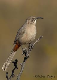 Birds Of The Southwest Crissal Thrasher Bird Life List Thrasher Black Bird