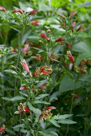 Image result for Alstroemeria pulchella