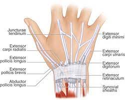 Check spelling or type a new query. 31 Tendon Transfers For Extensor And Flexor Tendon Ruptures Plastic Surgery Key