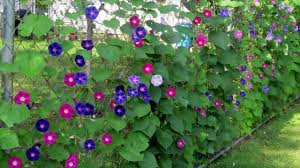 Lighten or soften the fence's appearance. Landscaping Along A Chain Link Fence Youtube