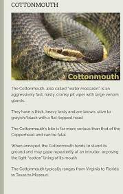 Cottonmouth Snake Snake Facts Snake Drawing Snake Venom
