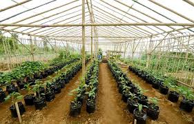 Pohon buah apel india ini sudah berbunga dan tinggal menunggu buahnya muncul. Bagus Agro Pelaga Lokasi Agrowisata Untuk Liburan Keluarga Di Dataran Tinggi Bali Kintamani Id