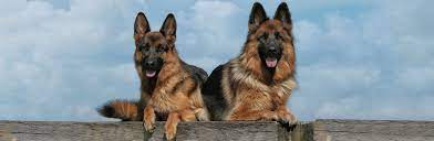 We are located in moline il. The German Shepherd