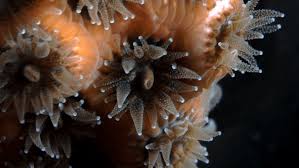 Image result for Microcoelia corallina