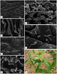 Image result for Rytigynia sp. G