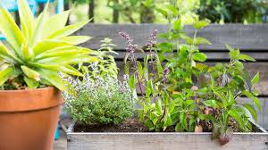 Grab three cedar fence boards and get a jump start on your garden for the season. Diy Wine Box Herb Garden Pass The Pistil