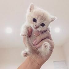 خلفيات قطط كيوت 2019 صور قطط للبنات رائعة 2020 فوتوجرافر kittens cutest baby cute animals cute baby animals