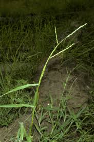 Image result for Acroceras