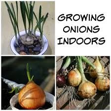 You can also grow green onions in containers indoors if you have a green onion shoot that's around four inches long. Growing Onions Indoors You Don T Need A Lot Of Space To Grow Onions