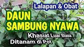 A bunch of daun pegaga, washed. Daun Selom Dan Sambung Nyawa Youtube