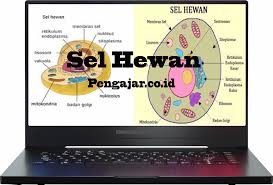 Pengertian sel hewan adalah unit sel yang menyusun bagian tubuh dari hewan (kingdomanimalia)sedangkan sel tumbuhan juga merupakan unit penyusun tumbuhan.sel hewan dan. Sel Hewan Pengertian Struktur Bagian Fungsi Gambar