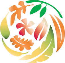 Image result for Crassocephalum uvens