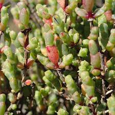 Image result for Halosarcia indica