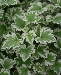 Image result for Pelargonium domesticum round-leaved bushy
