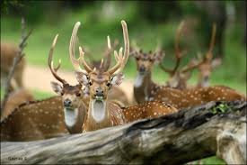 Why did my brother think hermit crabs are easy to care for and don't need a lot of substrate? 6 Deer Species That Are Kept As Pets Pethelpful By Fellow Animal Lovers And Experts