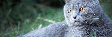 Best Litter Box For Large Cats Kitty Catter
