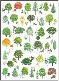 Tree Identification Cornell Edu Pdf A Detailed Guide But
