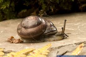Species within the genus caracolus include: Caracolus Spec Barbados Alias Schnecke Hippocampus Bildarchiv