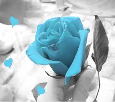 Sky blue colour flower wallpaper. Rose Of Beauty Flower Fantasy Rose Blue Hd Wallpaper Peakpx