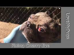 How To Fix Dog S Cherry Eye Youtube Cherry Eye In Dogs Eyes Fix It