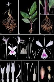 Image result for Kaempferia