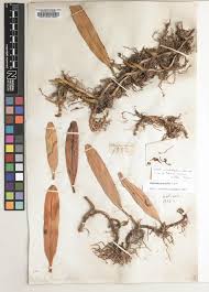 Image result for Bulbophyllum intertextum