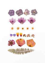 Trova una vasta selezione di fiori secchi nail art a prezzi vantaggiosi. Fiori Secchi Su Foglio Di Carta Pressed Flower Art Dried Flowers Flowers Png