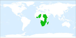 Image result for Pogonarthria squarrosa