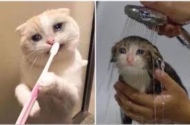 Sad Cats Blank Template Imgflip