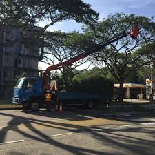 Some of these services are irrigation system development, grass cutting and weeding, pond maintenance, plant pruning, and a whole lot more. Tree Pruning Grass Cutting Pruning Of Plants In Singapore Home Facebook