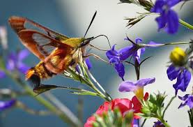 Check spelling or type a new query. 10 Free Hummingbird Sphinx Moth Canada Images