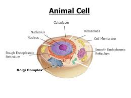 Maybe you would like to learn more about one of these? Parts Of The Cell Go To Section Animal Cell Nucleus Nucleolus Cell Membrane Cytoplasm Ppt Download