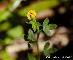 Image result for Stylosanthes guianensis