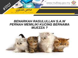 Arti nama muezza berasal dari bahasa arab yang dibaca mu'izza (معزة), mungkin supaya lebih cocok sebagai nama kucing di indonesia, sehingga secara verbal sedikit diplesetkan menjadi muezza. Pejabat Mufti Wilayah Persekutuan Al Kafi 1707 Benarkah Rasulullah S A W Pernah Memiliki Kucing Bernama Muezza