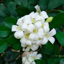 Image result for Murraya