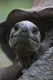 Sold At Auction: Taxidermy Aldabra Giant Tortoise 20Th Century