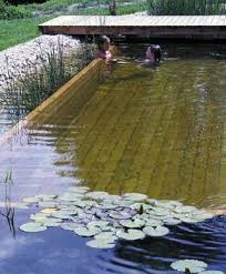 Love The Wood As The Bottom Of The Pool And Aquatic Plants Natural Swimming Pools Swimming Pond Natural Swimming Ponds
