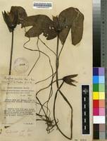 Image result for Nymphaea maculata