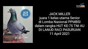 Burung merpati (7ekor), atau lidah api (7buah) dan seekor burung merpati yang menukik. Fakta Tentang Jack Miller Juara Kelas Utama Senior Di Lomba Nasional Pasuruan Bapaknya Pernah Hilang Waktu Piyik Dikira Betina Dan Buat Geberan Vidio Dan Silsilah Burungnews