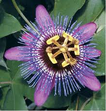 Image result for Passiflora sanguinolenta