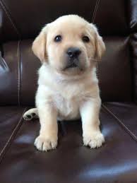 I would definitely recommend stopping in if you are interested in adding a. Akc Champion Sired English Labrador Retriever Puppies For Sale In Milwaukee Wisconsin Classified Americanlisted Com