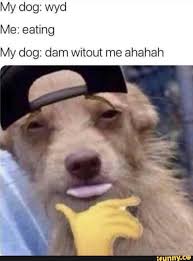  My Dog Wyd Me Eating My Dog Dam Witout Me Ahahah Silly Memes Funny Memes Dog Memes