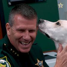 Meet Daisy, the first comfort dog of the Orange County Sheriff's Office.  She is a rescued Lab mix that recently completed training at Paws & Stripes  College operated by the Brevard County Sheriff's ...