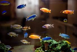 Fish guide for peacock cichlid, cichla ocellaris, butterfly peacock bass profile with fish pictures fish information and habitats for large cichlid aquariums, types of cichlids like the parrot cichlid. How Many Cichlids In A 55 Gallon Tank It S A Fish Thing