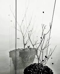 Black And White Plants Photography Black And White Photography Lighting Shadow Plant Art Shadow Plants Black And White Photography Plant Art