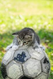 However, it can be hard to tell at times if your cats are playing or fighting. Kitten Playing Soccer Photos Free Royalty Free Stock Photos From Dreamstime